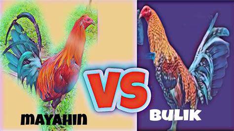 mayahin at bulik .